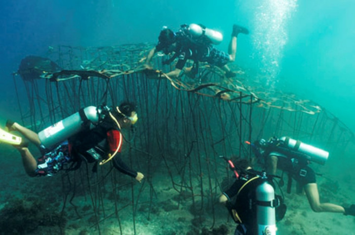 Mengintip Habitat Baru Populasi Ikan Senggigi di Lombok