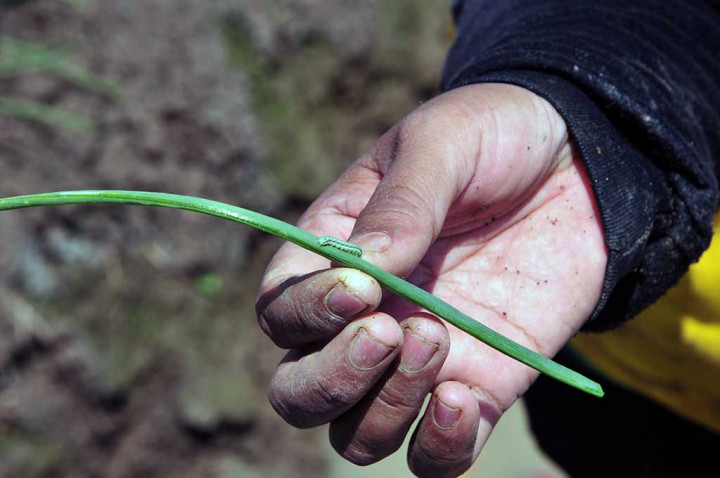 Tanaman Bawang Merah Terserang Hama Ulat