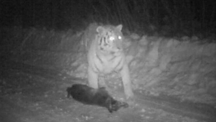 ​Harimau Putih yang Dilepas Presiden Rusia Tertangkap Kamera Tengah Makan Seekor Anjing