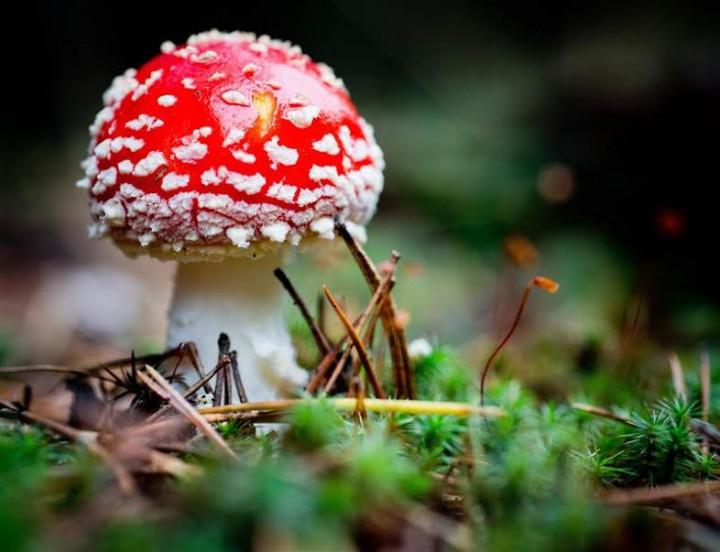 Jamur dalam Dongeng Ditemukan Tumbuh di Istana Buckingham