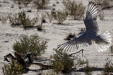 Flu Burung Muncul di Washington
