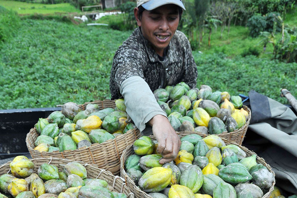 Harga Carica di Wonosobo Naik