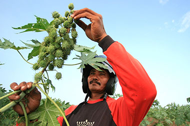 Bionas Fokus Kembangkan Energi Ramah Lingkungan