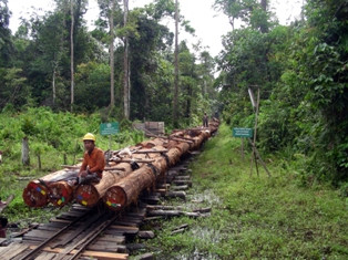 Awas, Penundaan SVLK Berdampak Pada Kredibilitas Indonesia