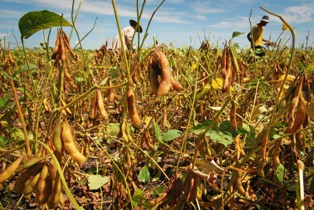 Tanam Kedelai di Indonesia Hanya Dapat Rugi