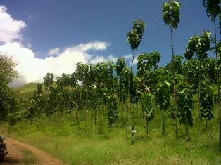 Petani Bali Minat Kembangkan Kayu Jati