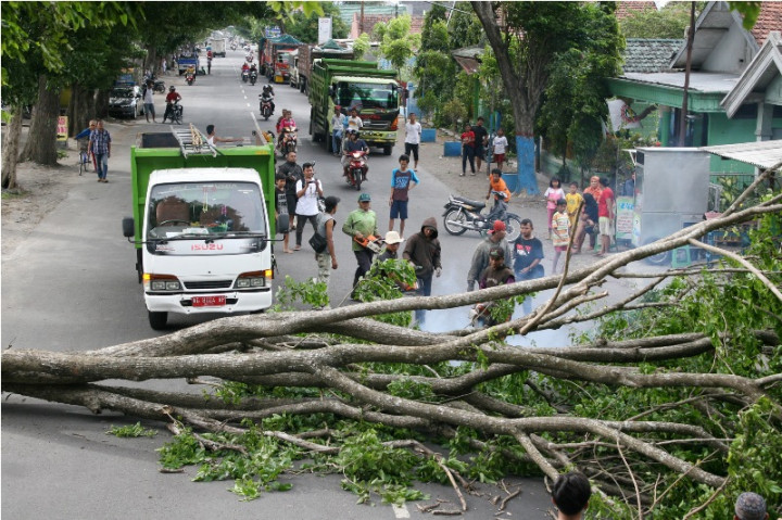 Pohon Tumbang Timpa Mobil di Jakarta Timur