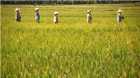 Ratusan Petani Antre Traktor Gratis di Kampung Menteri Susi 