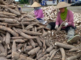 Kadin Dorong Singkong Jadi Komoditas Andalan