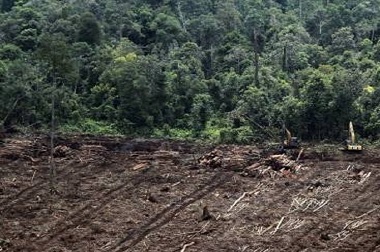 PP Gambut Dianggap Rugikan Negara Triliunan Rupiah