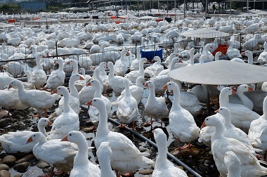 Wabah Flu Burung, 6.000 Unggas Dimusnahkan