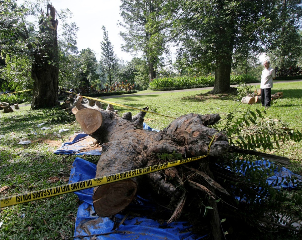 Pohon damar tumbang yang telah menimpa puluhan pengunjung Kebun Raya Bogor, Bogor, Jawa Barat, Minggu (11/1/2015), dipasangi pembatas garis polisi. MI/Barry Fathahilah