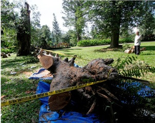 Korban Tewas Tertimpa Pohon KRB Jadi 6 Orang