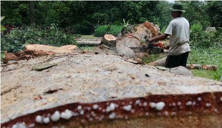 5 Korban Pohon Tumbang Kebun Raya Masih Dirawat di RS PMI Bogor