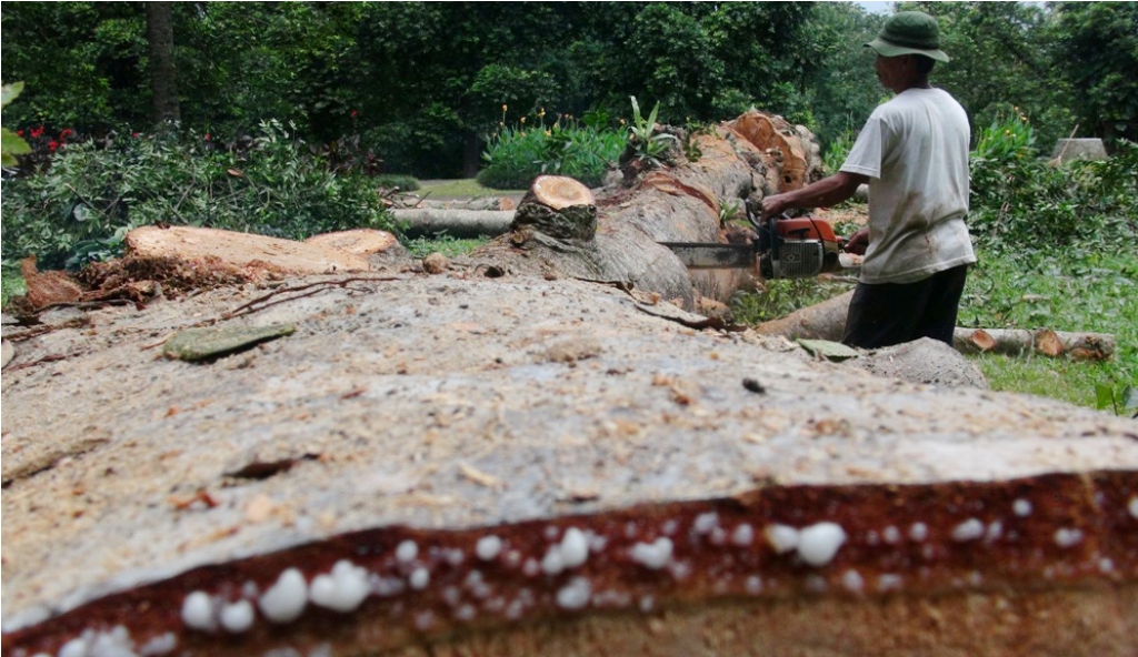 Pohon tumbang di Bogor yang menewaskan 6 orang--MI/Dede Susanti