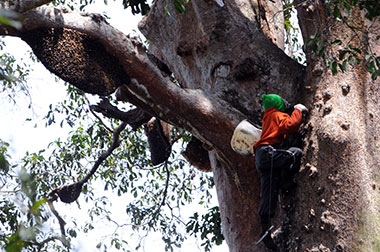Dompet Dhuafa Berdayakan Petani Madu Ujung Kulon