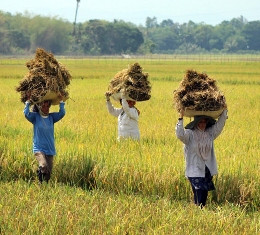 Dana Desa Harus Wujudkan Swasembada Pangan   