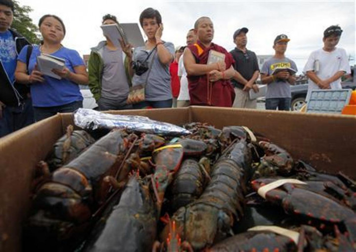 Berdagang Lobster Tak Sesuai Aturan Bakal Didenda Rp150 Juta