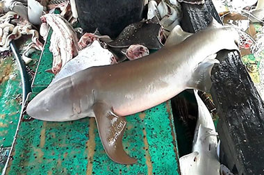 Kapal Vietnam Ditangkap saat Mencari Ikan di Raja Ampat