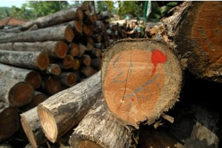 Curi Pohon Perhutani, Dua Warga Divonis Setahun Penjara