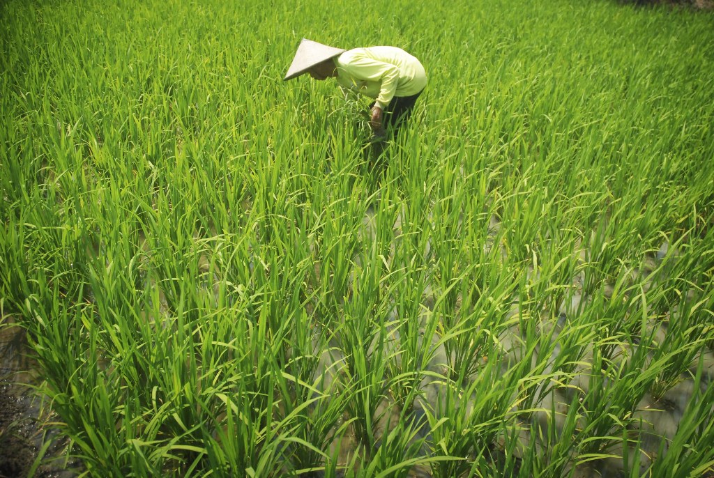 Ilustrasi. ANTARA/ Andreas Fitri Atmoko