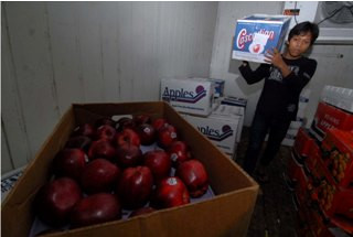 Pemprov Aceh Uji Sampel Apel Granny Smith