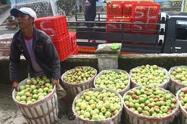 BPOM Kepri Klaim Apel Impor Aman