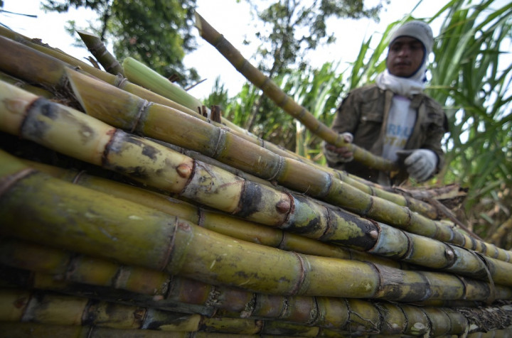 PTPN X-BNI Bidik Mekanisasi Lahan Tebu 8.800 Ha