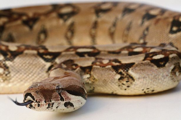 Ayah Curi Ular untuk Ulang Tahun Putrinya