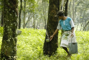 Petani Keluhkan Harga Karet Anjlok Hingga Rp5.000/Kg