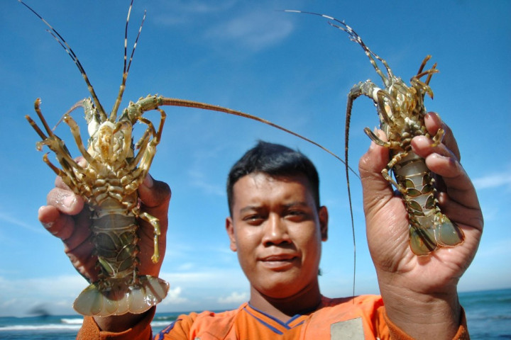 Pulihkan Stok Lobster, KKP Rekomendasikan Penebaran Ulang Benih