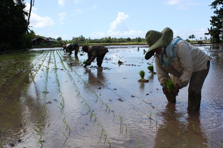 Musim Tanam Serentak, Permintaan Pupuk di Sukabumi Tinggi
