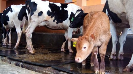 Anak Sapi Berkepala Dua Hebohkan Warga Ponorogo