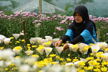 Jelang Valentine, Permintaan Bunga Krisan Naik 200 Persen