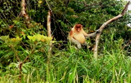 Jejak Bekantan Rawa Gelam di Sungai Muning 
