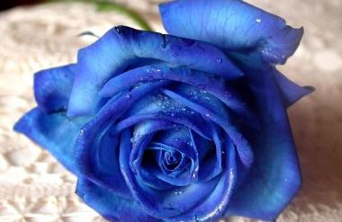 Di Hari Valentine, Cinderella Bagikan Mawar Biru di KRL Bogor-Jakarta 