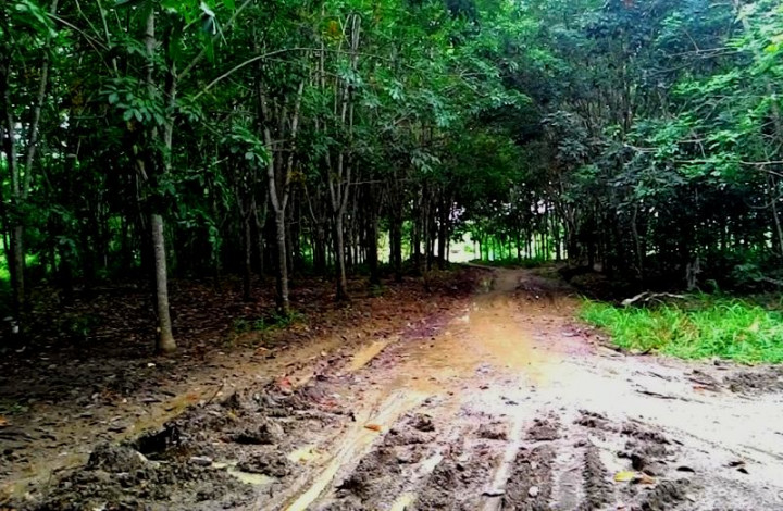 Rp 2,5 M untuk Ekowisata Bekantan di Tapin 