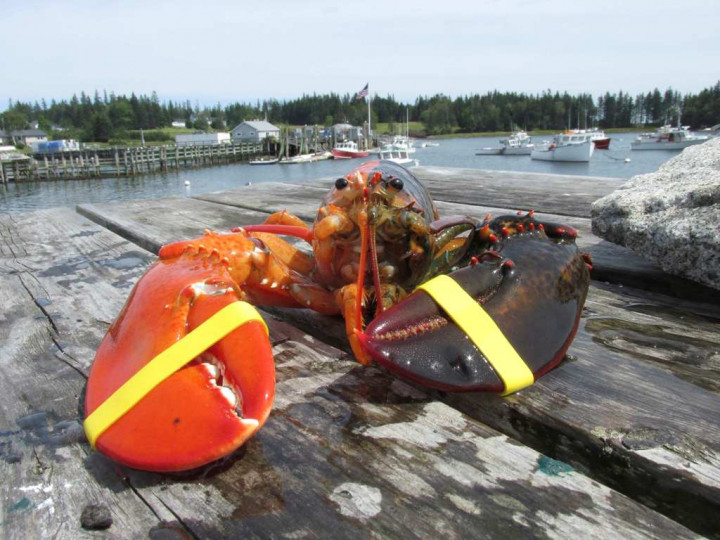 Ekspor Lobster Bali Melejit 72,65% ke USD2,55 Juta