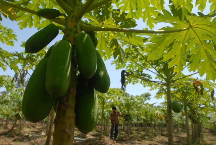 Sering Diakui Negara Lain, Kementan Diimbau Genjot Promosi Buah Lokal