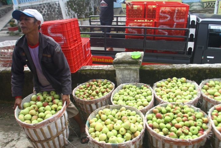 Petani Apel Diuntungkan Isu Apel Impor Berbakteri