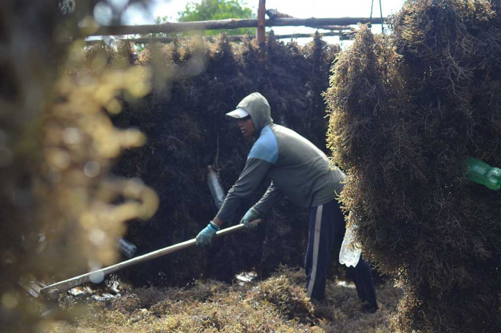 Indonesia Hanya Mampu Jual Rumput Laut Mentah