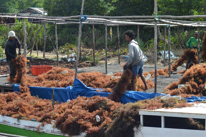 RI Sanggup Raup Pasar Kapsul Dunia USD4,5 Miliar