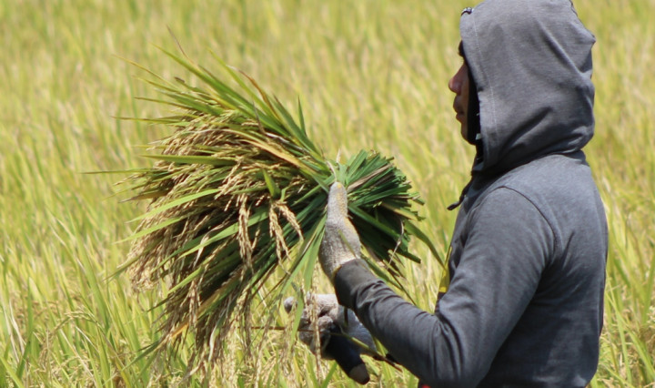 Sebelum Panen Raya, Harga Beras Harus Stabil!