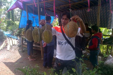 Jelang Pesta Ken-DURIAN, Harga Durian di Wonosalam Meroket