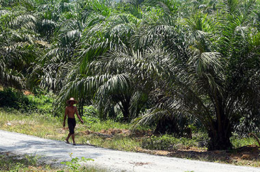 Kerja di Perkebunan Sawit Jadi Alternatif Menjanjikan
