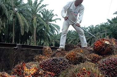 Puluhan Hektare Kebun Tebu Dialihkan Jadi Kebun Sawit