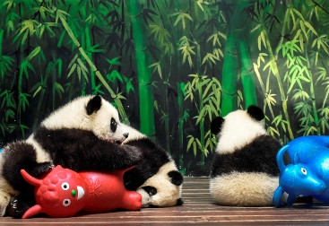 Hore! Populasi Panda Meningkat 17 Persen 