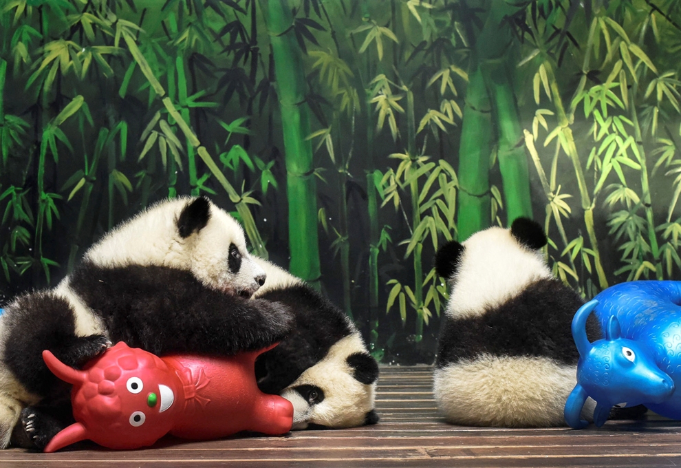 Populasi panda meningkat. (Foto: AP)