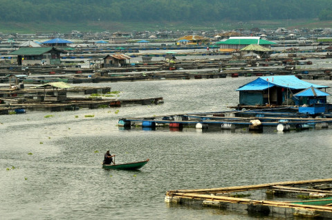 Over Eksploitasi Penggunaan Keramba Jaring Apung Perlu Distop Sementara Medcom Id