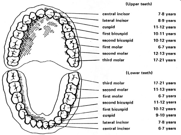 Foto: Susunan Gigi / askville.amazon.com